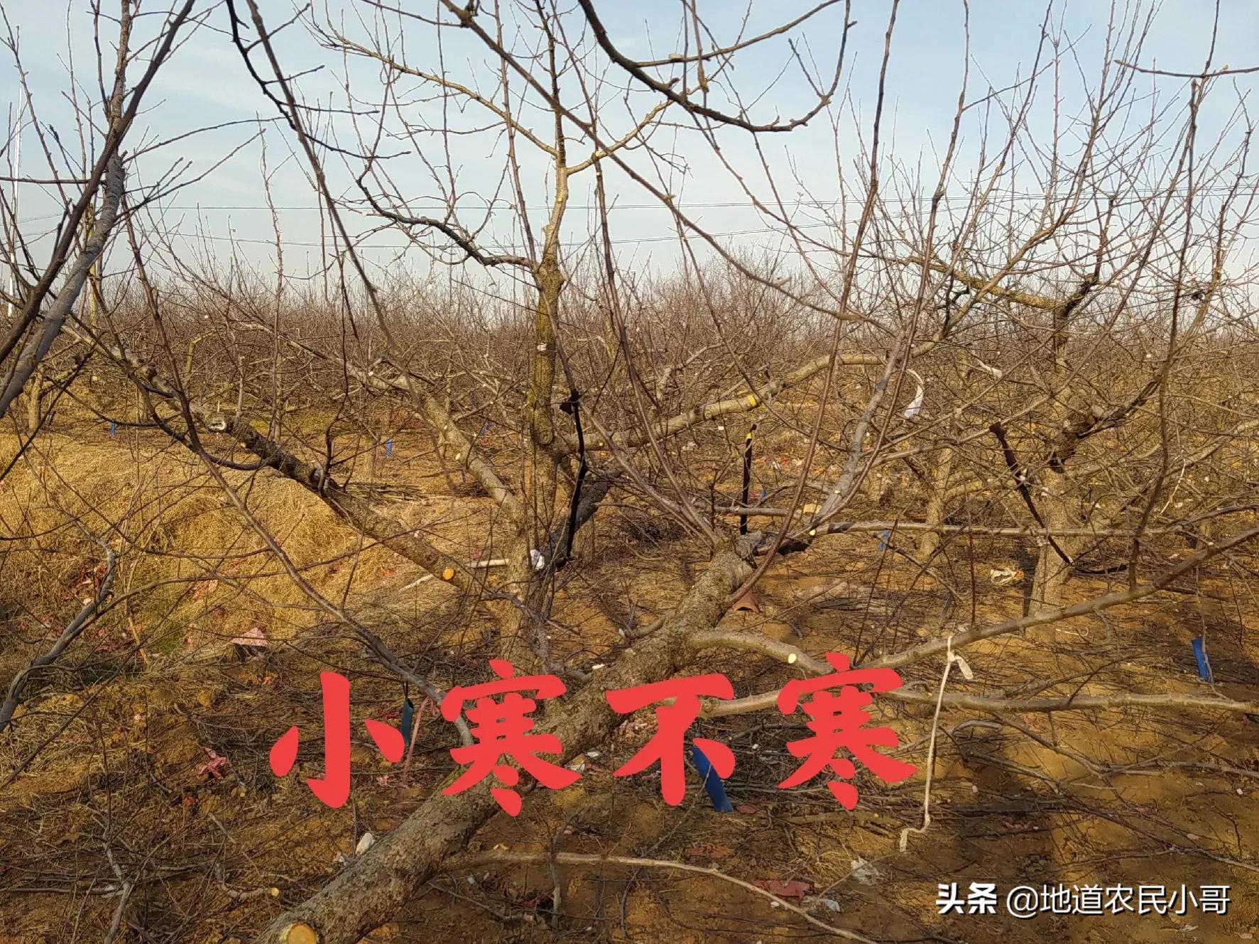 冬日小寒至，寒风凛冽中温暖情意暖。