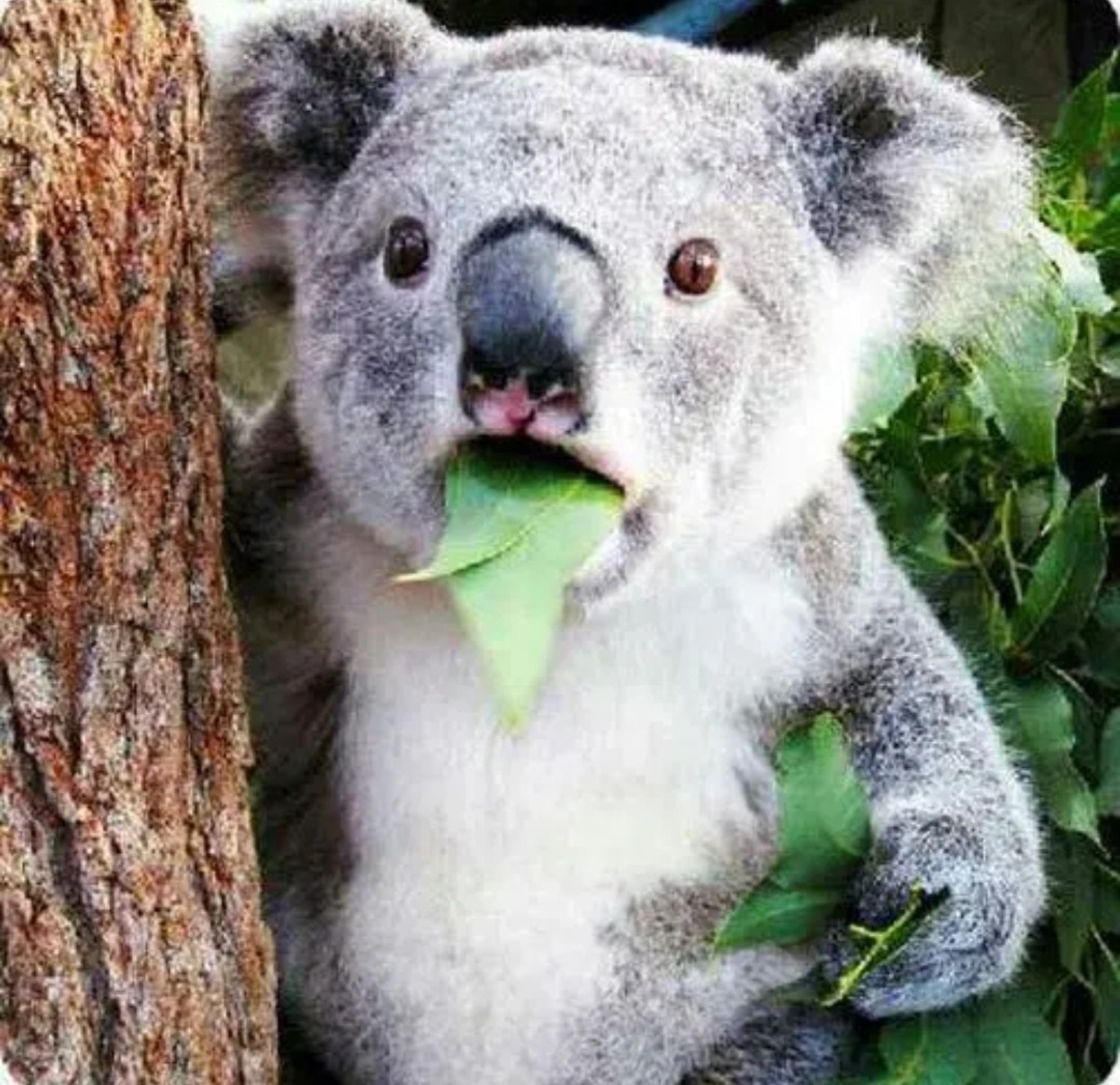 澳大利亚—考拉
