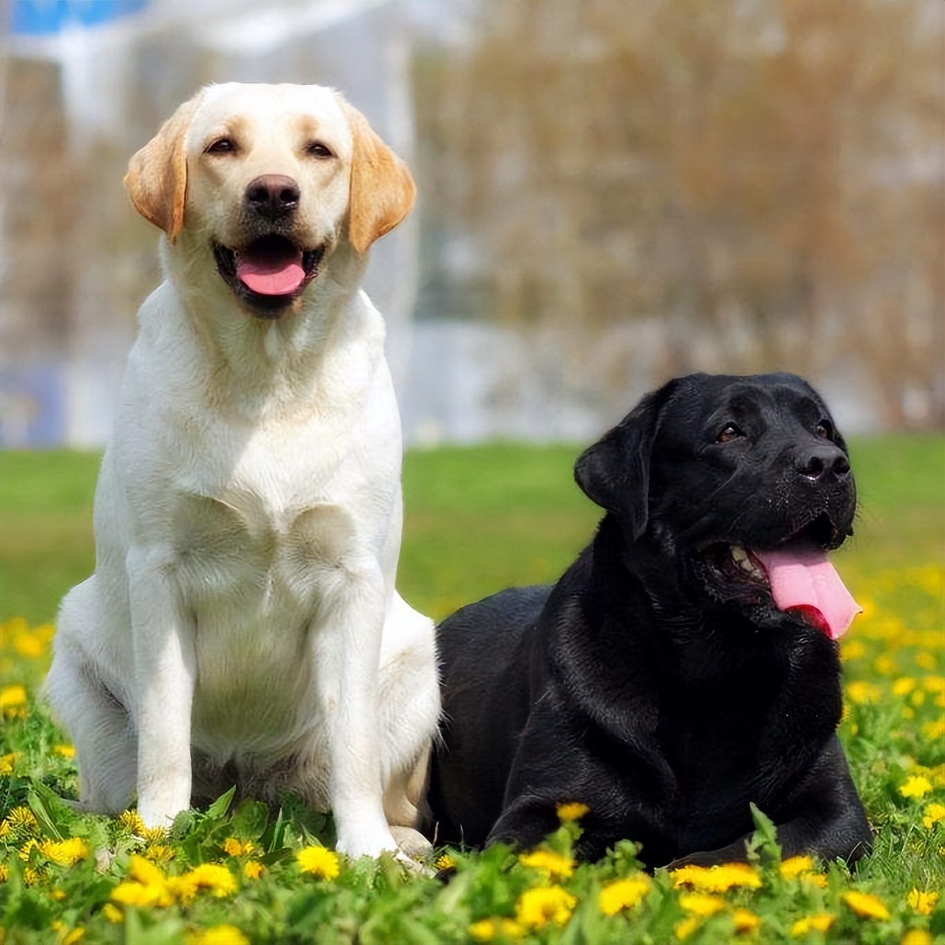 为什么都喜欢养"拉布拉多"?因为它比你想象得更好