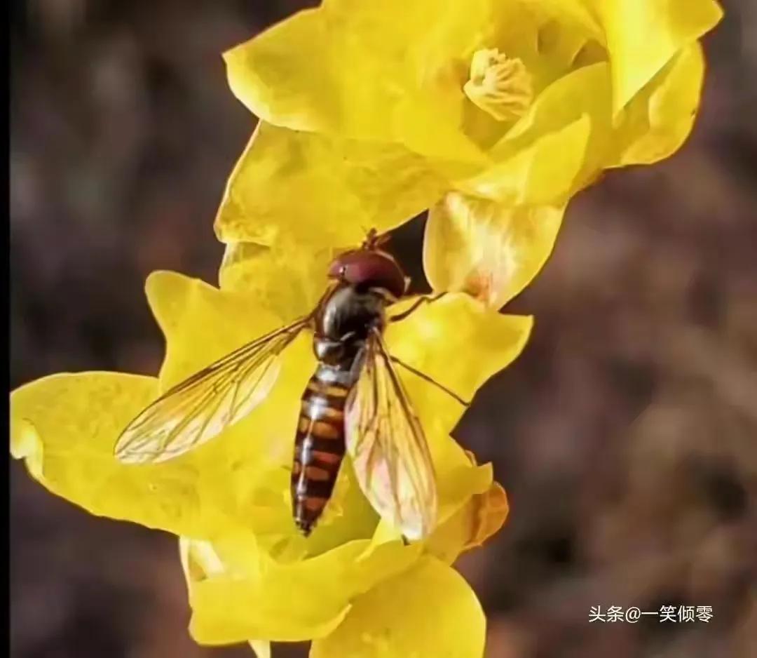 8首咏蜜蜂诗，作者现代：一笑倾零