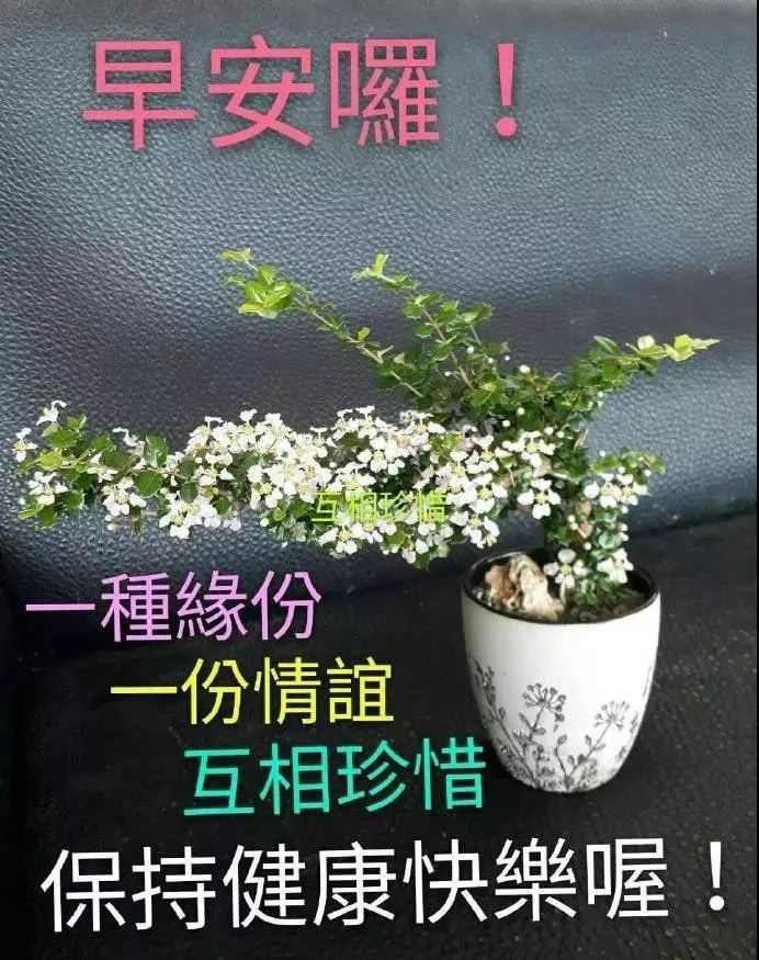 星期四早上好表情包，平安幸福，健康快乐，花开富贵，四季平安图片