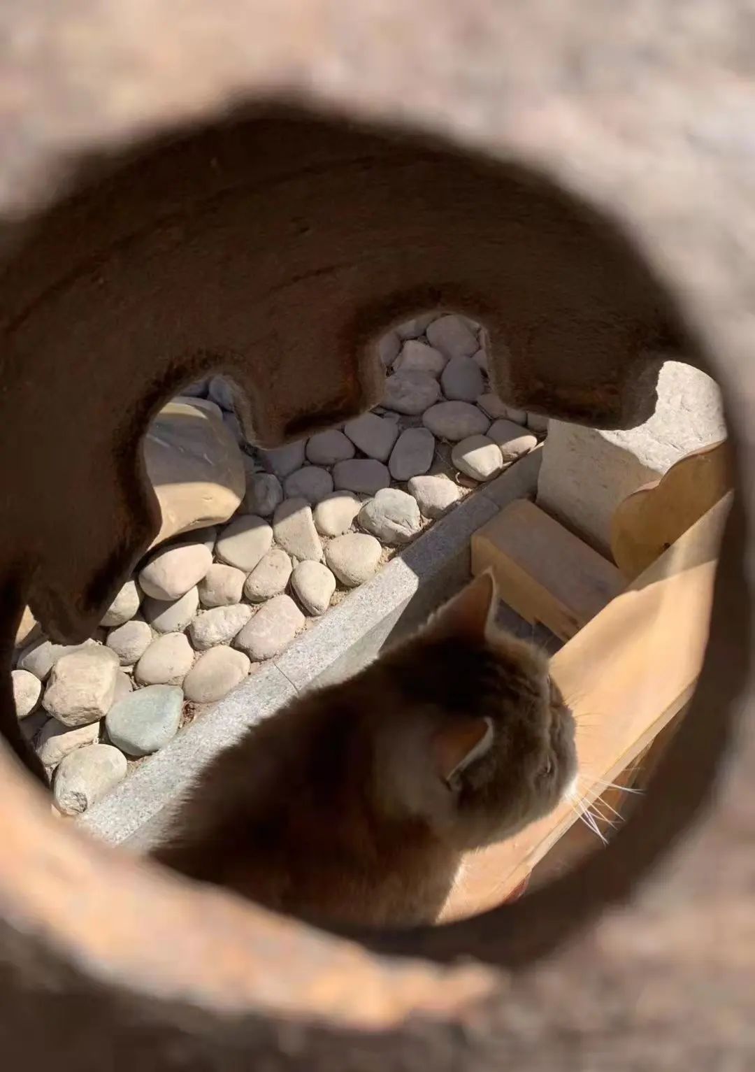 我可是拥有“三岁画老”天赋的小猫咪