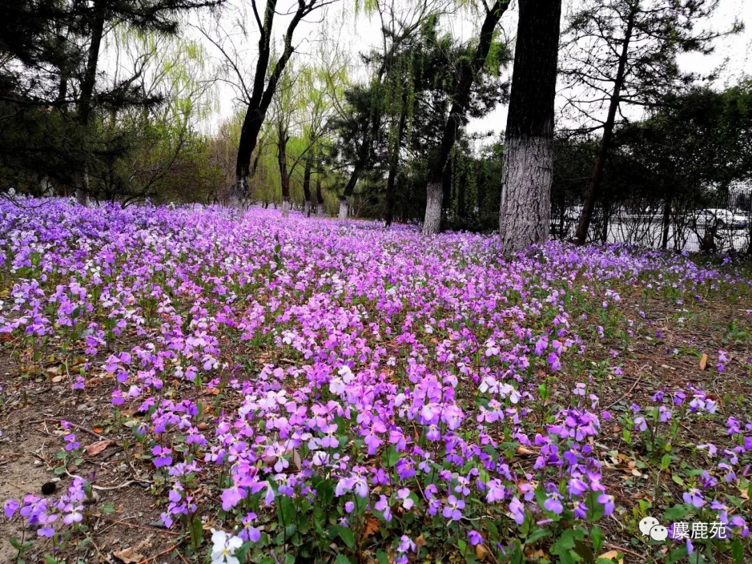 北京南海子麋鹿苑博物馆摄影志愿者招募通知
