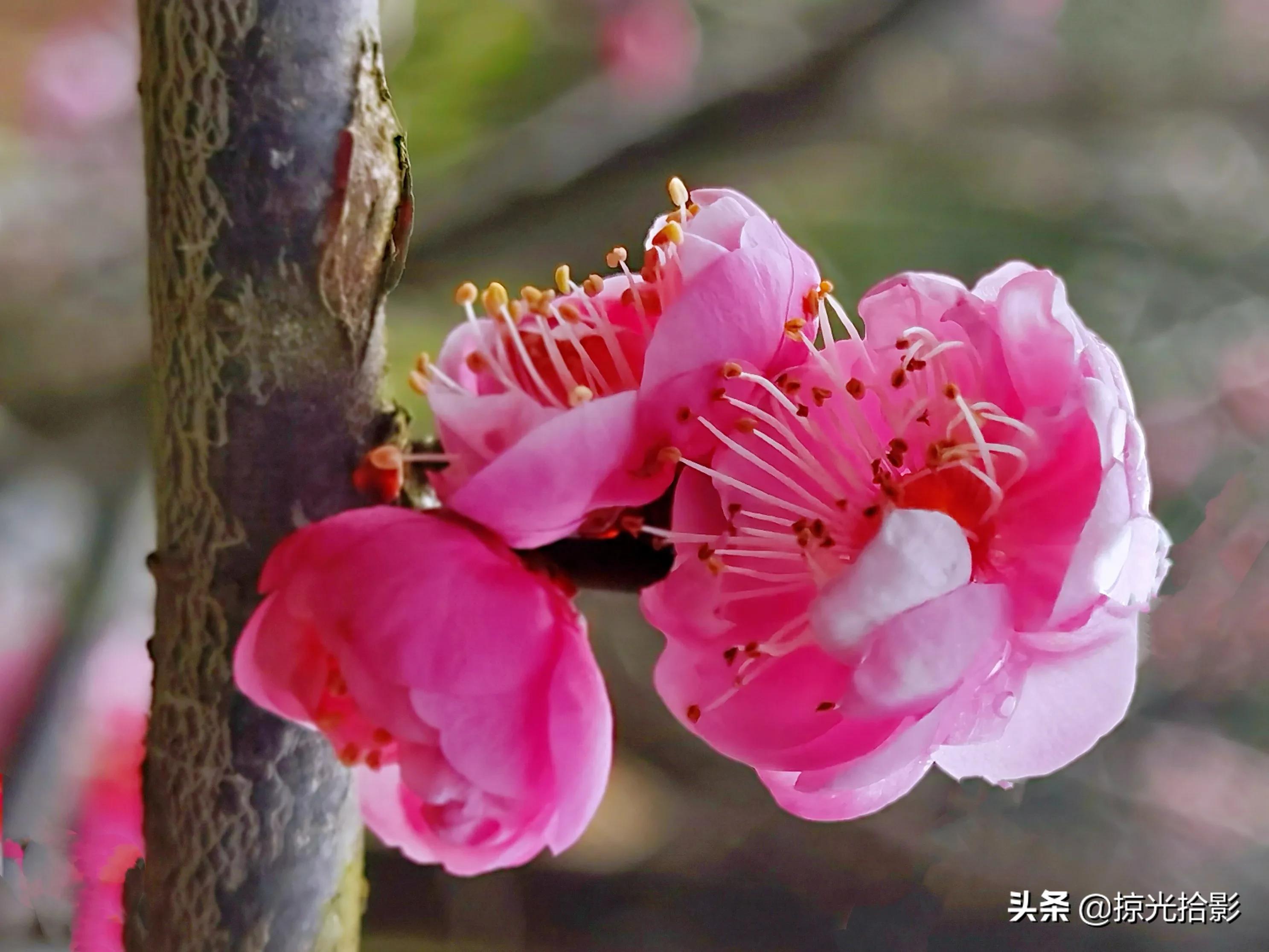 从构图下手,拍出梅花的韵律.