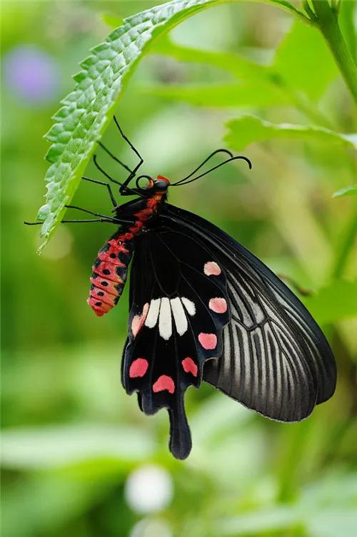 鲜花盛开,蝴蝶纷飞,如诗如画,令人陶醉