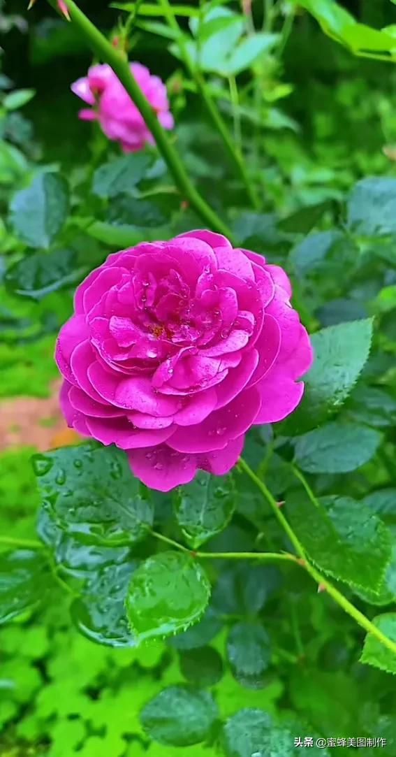 收到鲜花的心情说说3