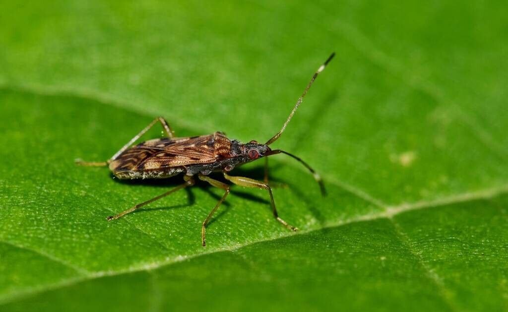 明日惊蛰,民俗:打小人,蒙鼓皮,吃1样水果,还真的大有讲究