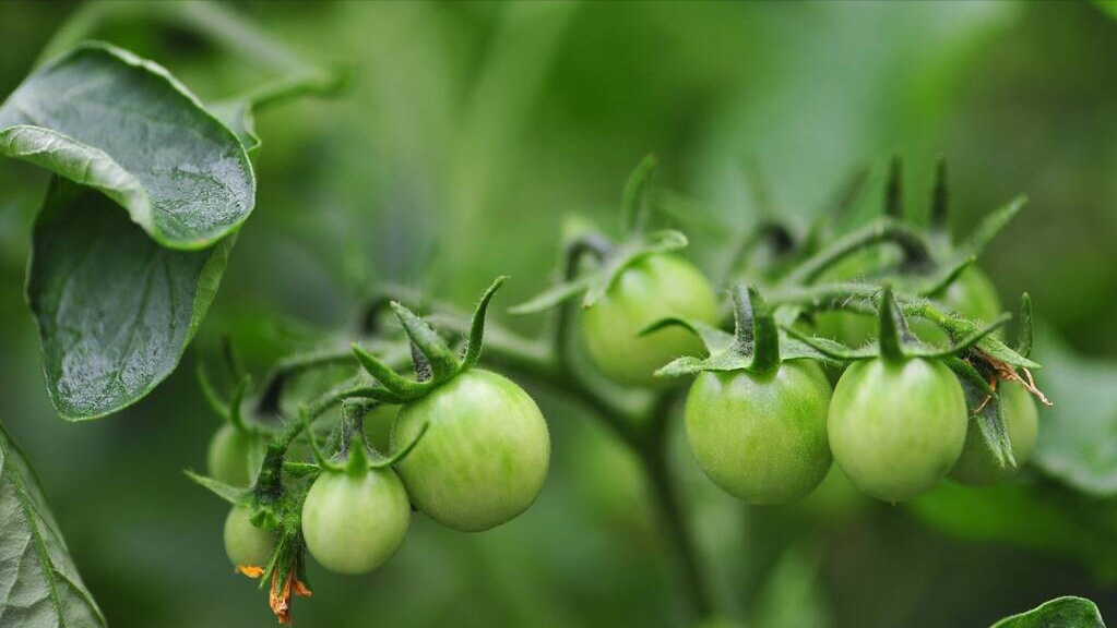 第15期/3月遇“开门寒”，种这几种菜最容易受灾