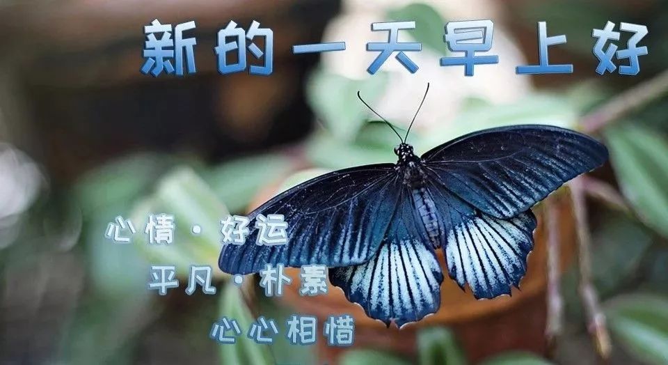 最新早上好微信暖心问候语录句子，祝朋友快乐幸福，明天更美好图片