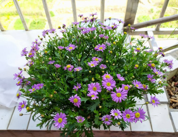 雏菊花语是什么（菊花语代表什么花语）