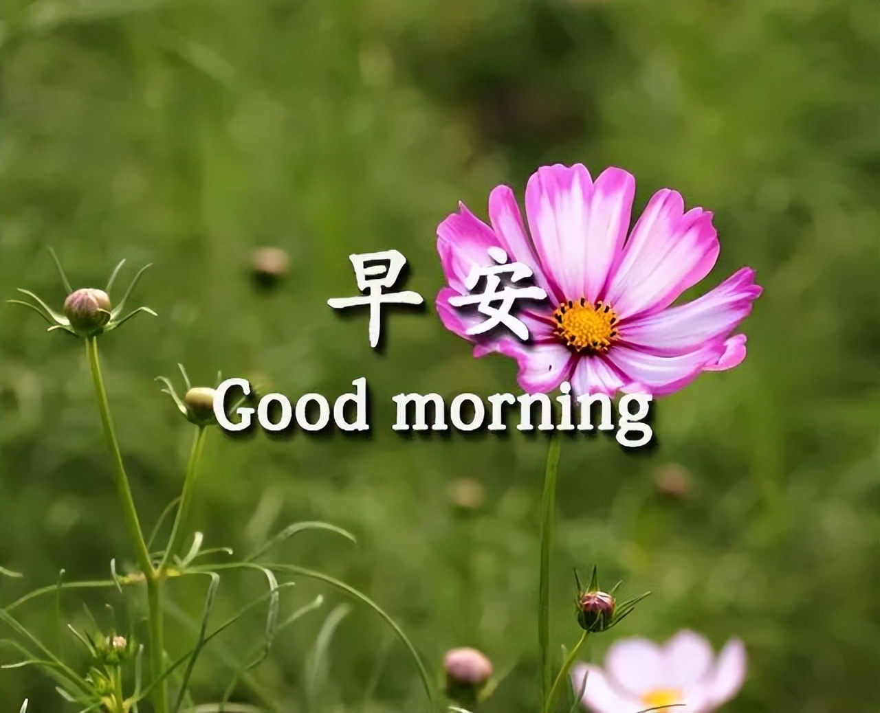 早上好图片 早晨好祝福语 天天开心、知足常乐 人生只有走出来的美丽图片