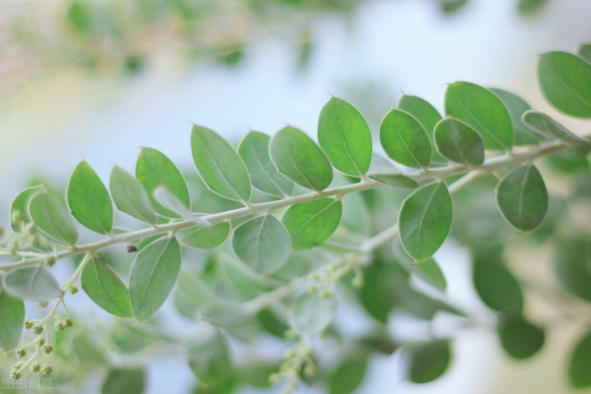 尤加利叶寓意是什么(尤加利叶的花语介绍)