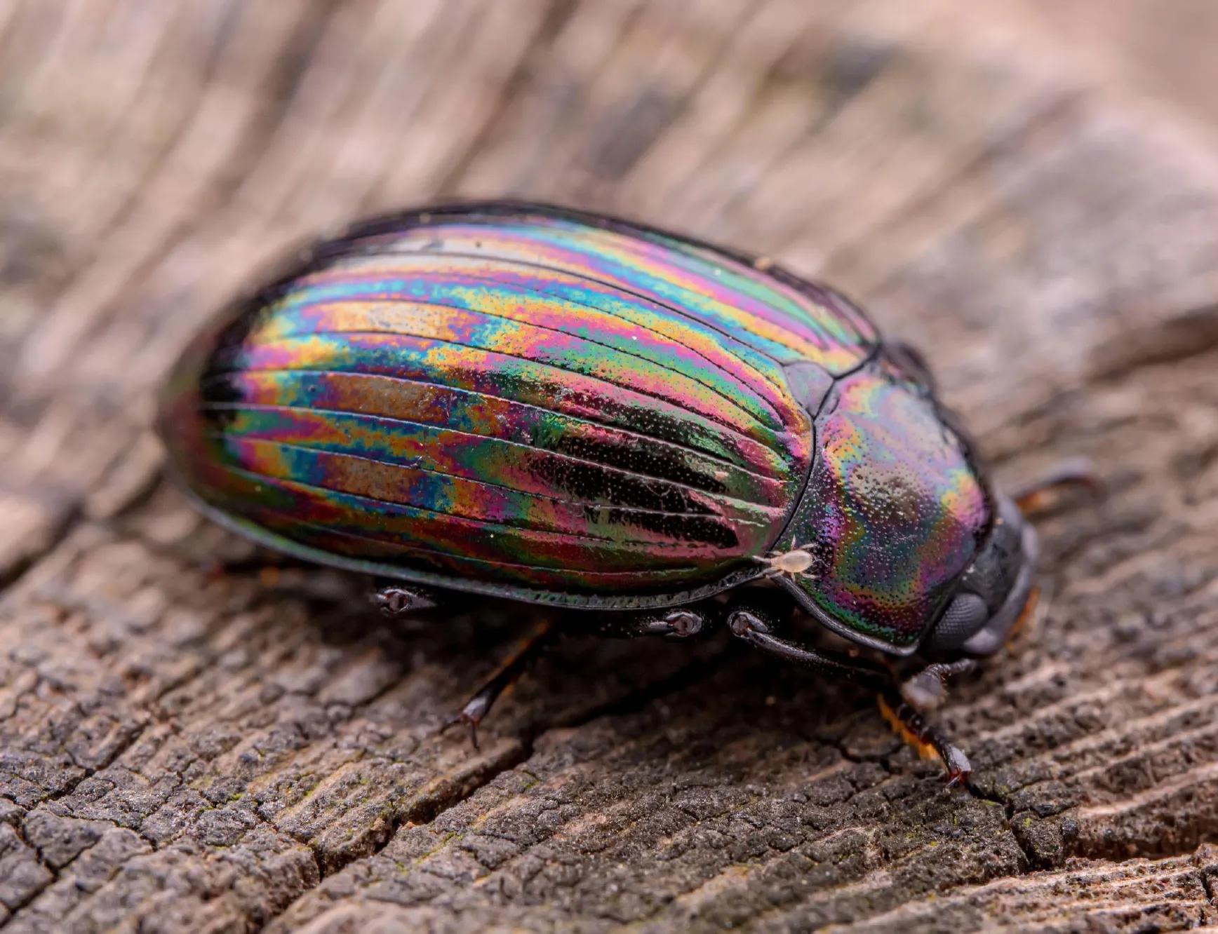 杨氏平轴甲(三十一)旗腹蜂科(二十九) 疑仿硕蠊,也就是杜比亚,终于拍