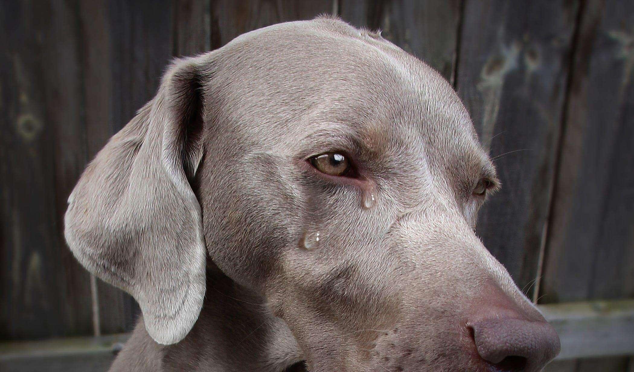 狗狗「流眼淚」，真的是「傷心」嗎？