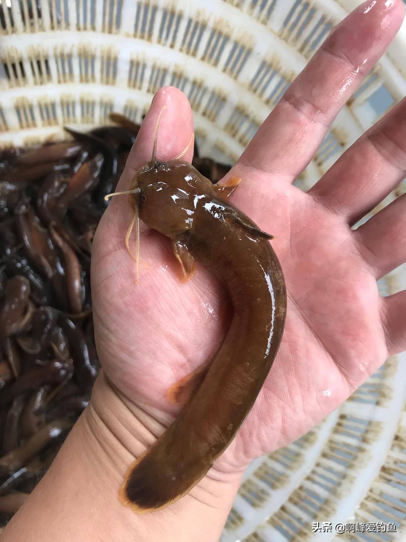 一种是黄辣丁,还有一种就是水蜂子鱼.