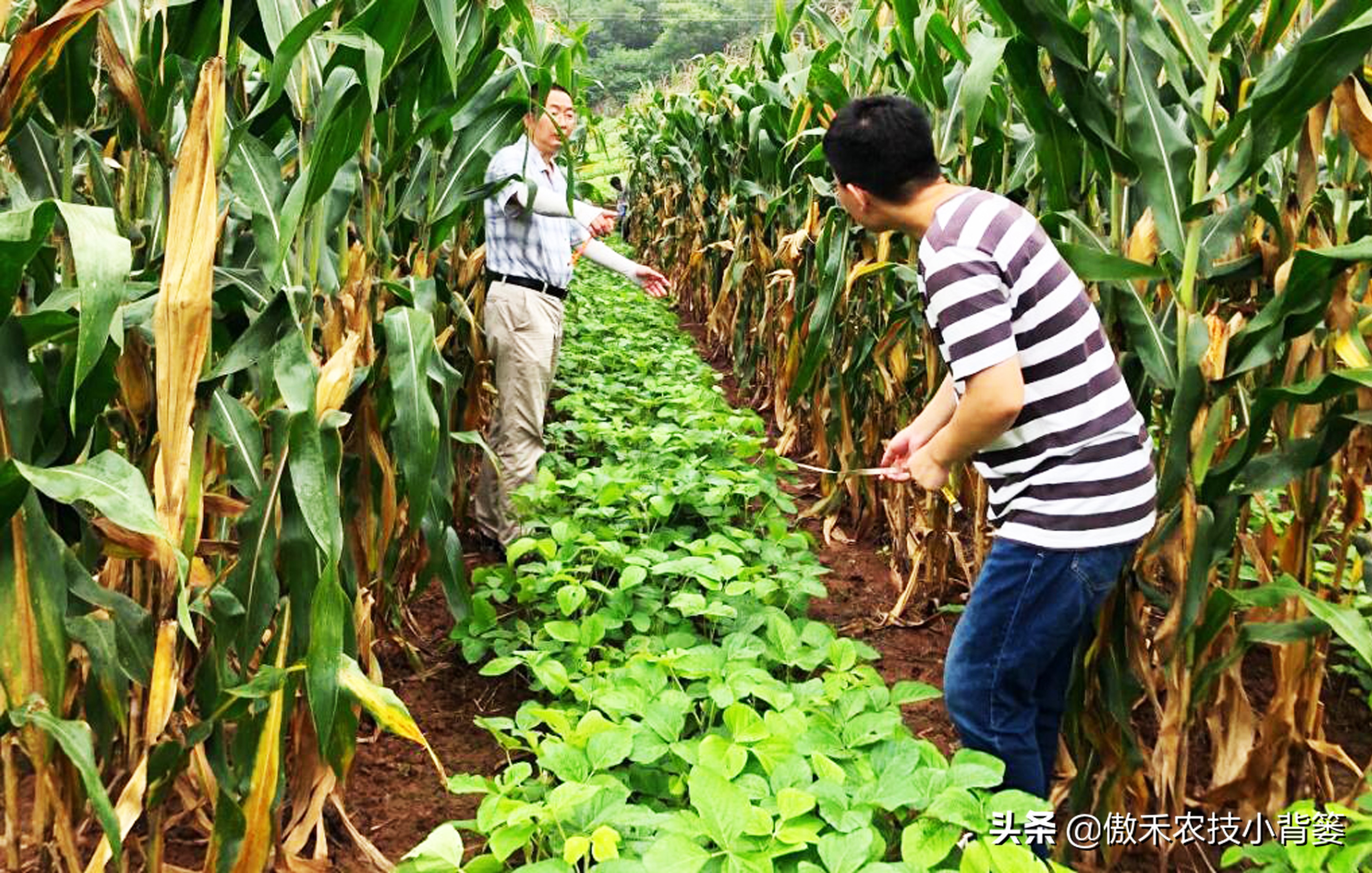 大豆是粮食作物还是经济作物(玉米和大豆的套种方法)