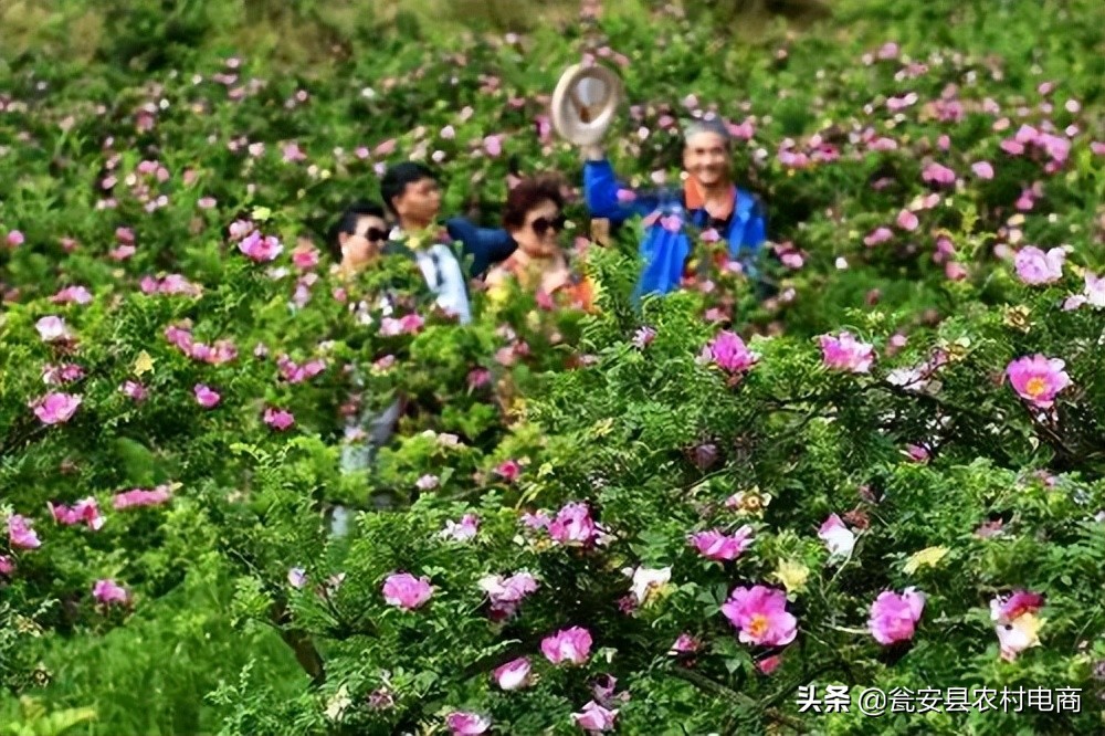 刺梨花開 一起來賞有 維c之王 之稱的黔南之花 天天看點