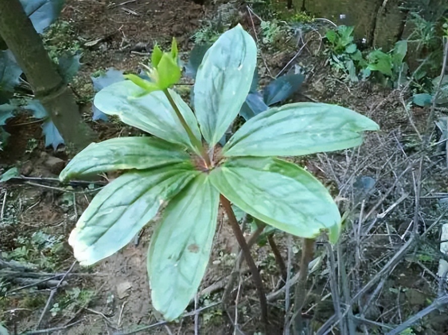 毒蛇克星的七叶一枝花，因名气大而常被采挖，但要小心它全株有毒