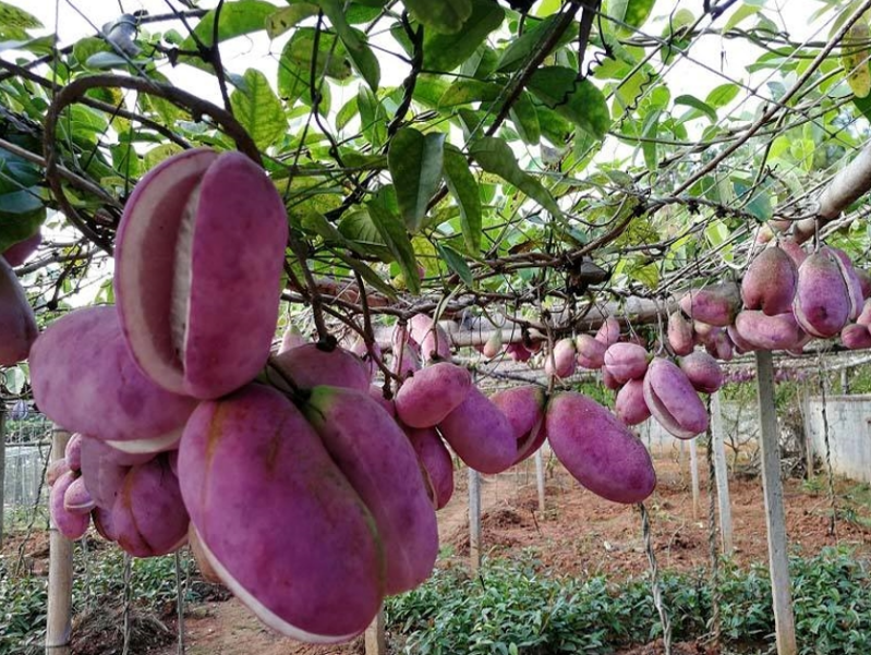 一亩田发布水果新品种报告：红肉苹果、粉红菠萝等22个新品种入选