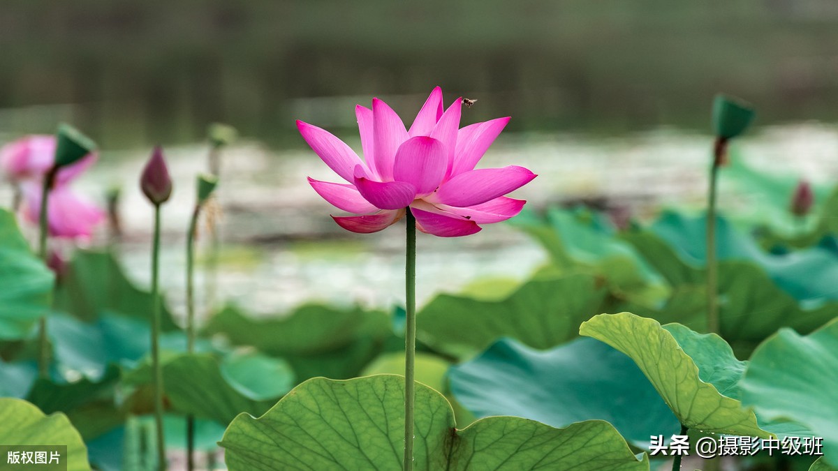 好照片的3個(gè)標(biāo)準(zhǔn)，來(lái)自專業(yè)攝影教材，攝影愛(ài)好者一致認(rèn)可
