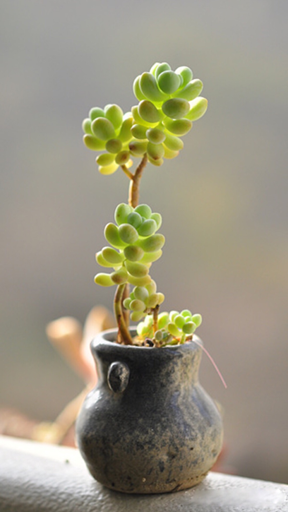 多肉植物图片大全（百种常见多肉图鉴比花还美你认识几种）