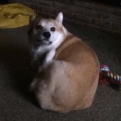 注意了！狗狗身上有这几个特点，说明满是“虫子”