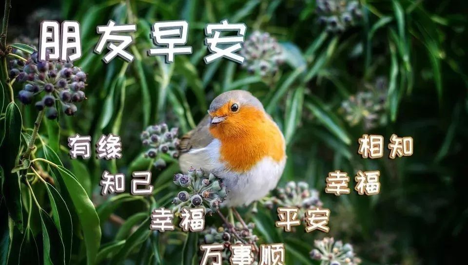 周末早上好表情包，顺心顺意，健康如意，天天幸福，天天开心图片