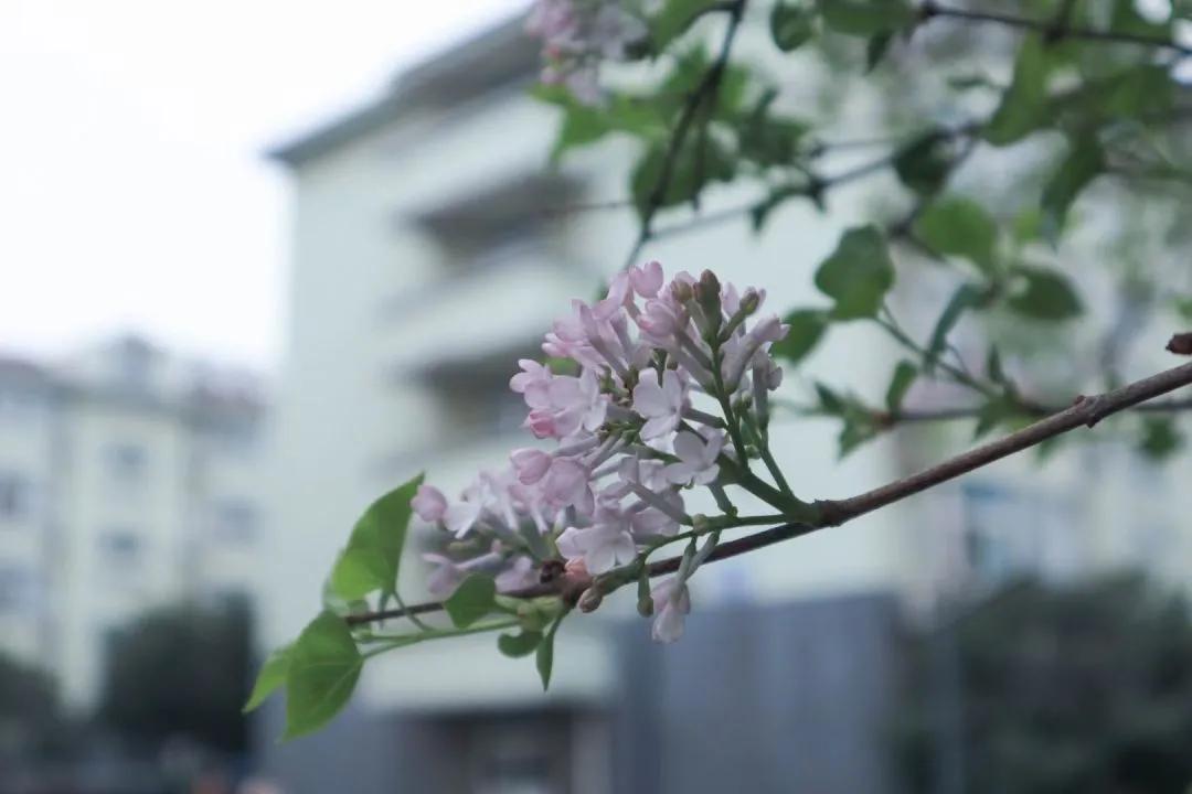 你可知各种不同鲜花分别代表着什么意义吗——花语