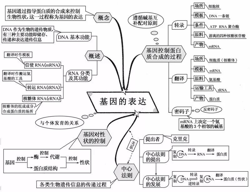 草履虫结构图(初中生物：重要知识点图解，内容清晰明了、简单易懂)