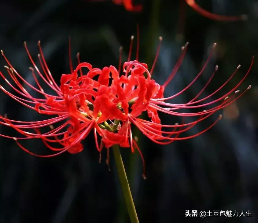 彼岸花別名曼珠沙華