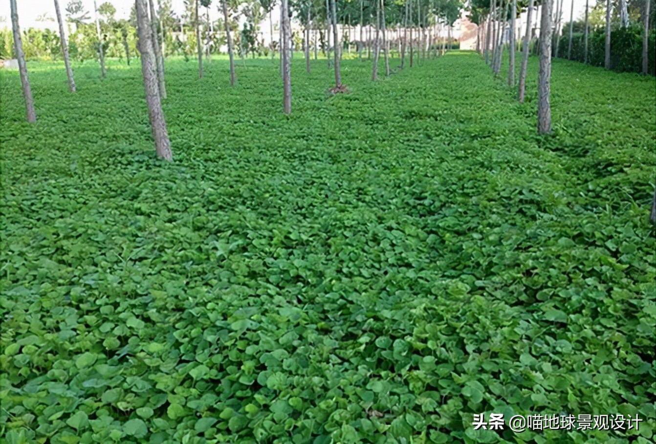 阔叶麦冬图片（20种适合山东地区种植的草坪）