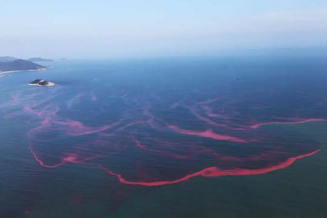 南非500吨龙虾因赤潮被冲上岸