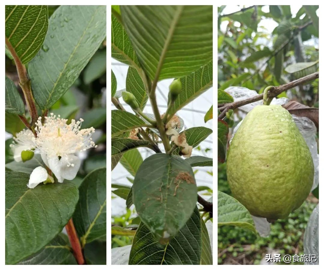 喜茶“新宠”！红心芭乐脆软两吃，酸甜开胃，刮掉油腻