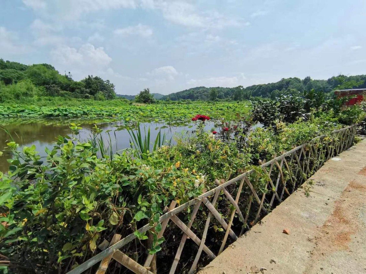 油茶变“金果”托起致富路 阳新县焦山村实现变“荒”为宝