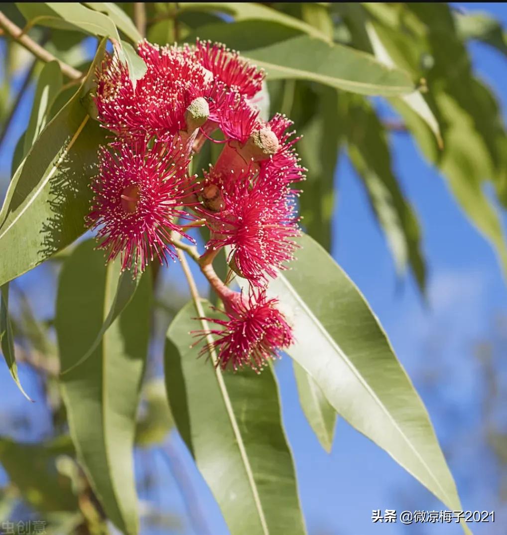 蓝桉,我的温柔只给你一人