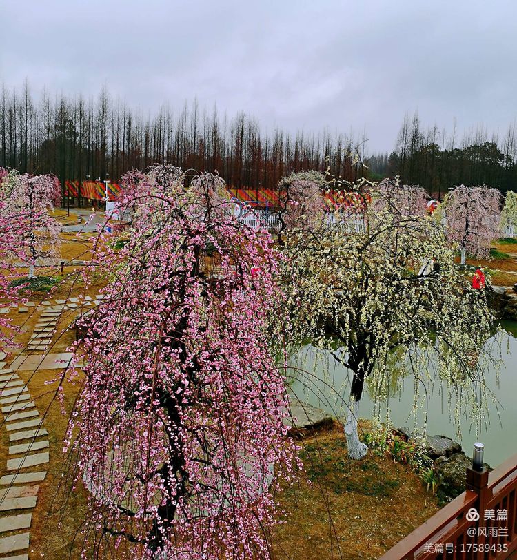 烟雨蒙蒙问花村 作者：武术兰
