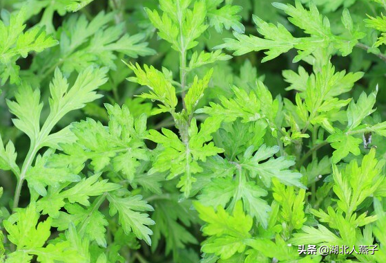 夏季摘野菜，送你61种野菜大图鉴，让你轻松认识各种野菜和吃法