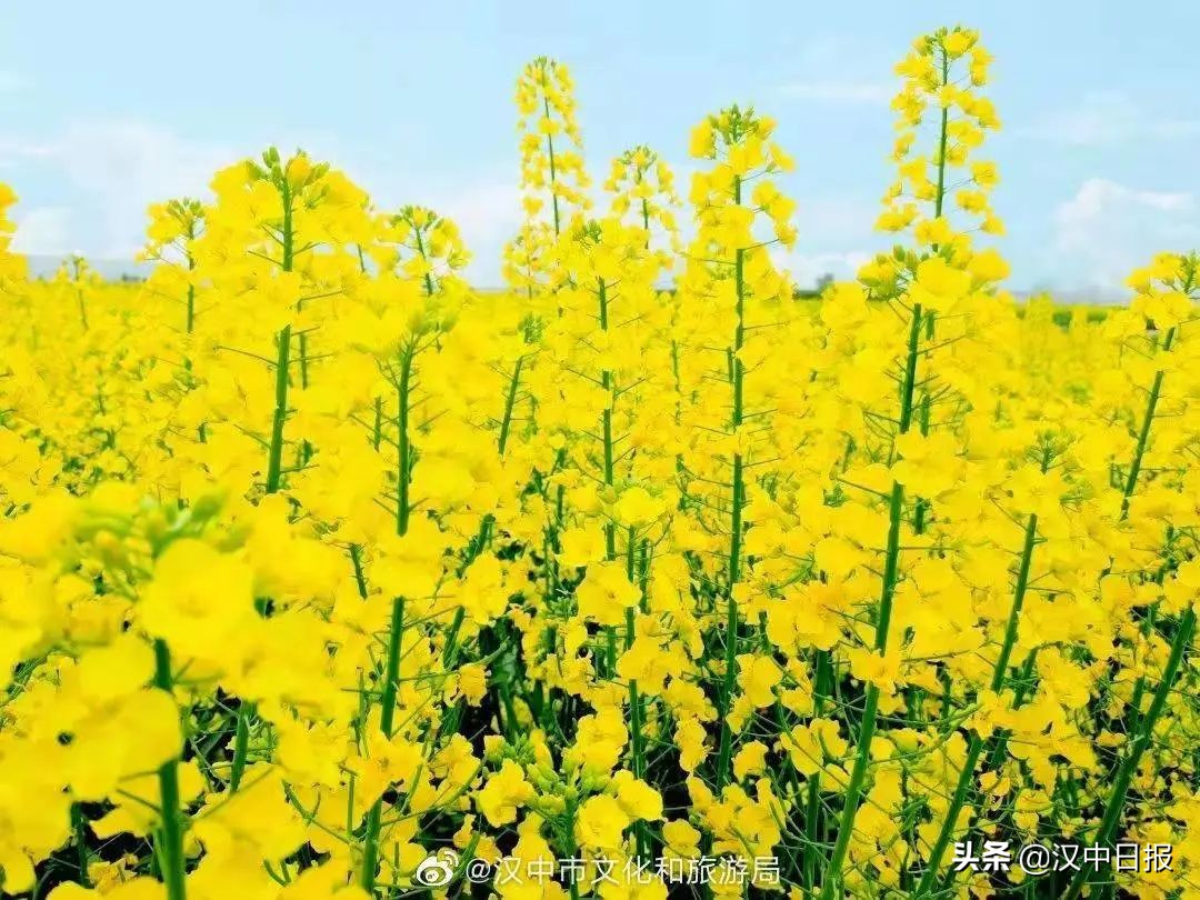 漢中“東西南北”線大PK！總有一條適合你