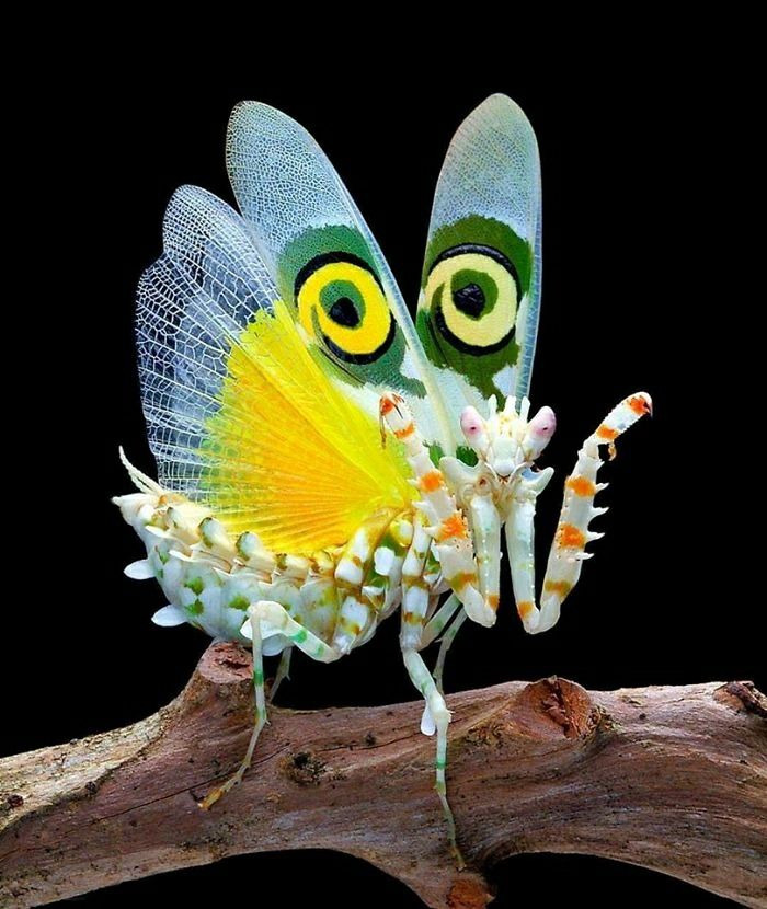世界上最美丽的虫子图片