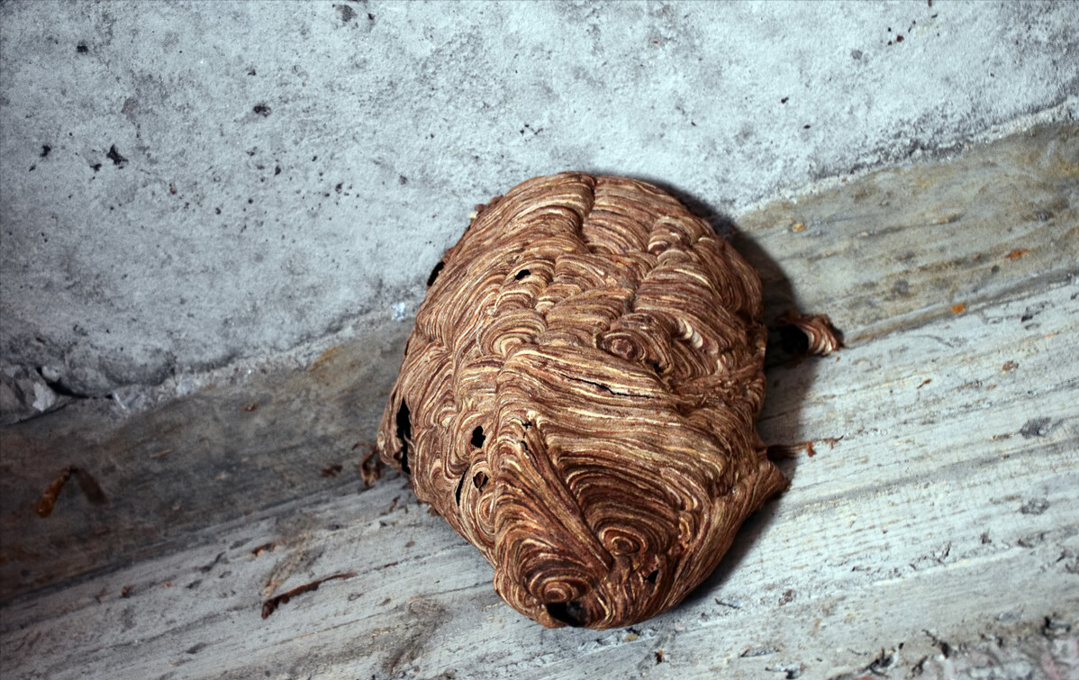 马蜂的学名是胡蜂,别名为黄蜂,草蜂,由于有些胡蜂的蜂巢和人的头部差