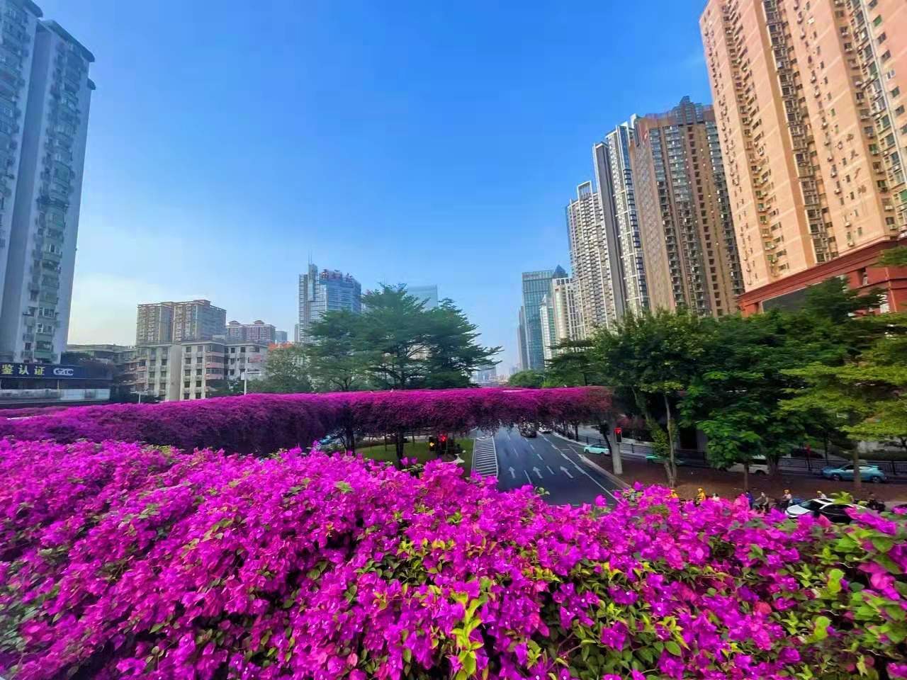 这座城市现在到处是肆意绽放的三角梅，花开荼蘼，美极了