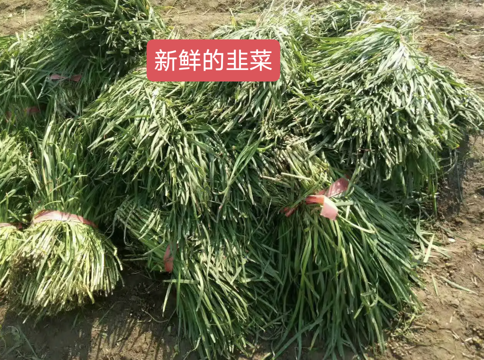 猪价“寒冬”，养猪人怎么办？这个猪场运用发酵技术喂猪走出低谷