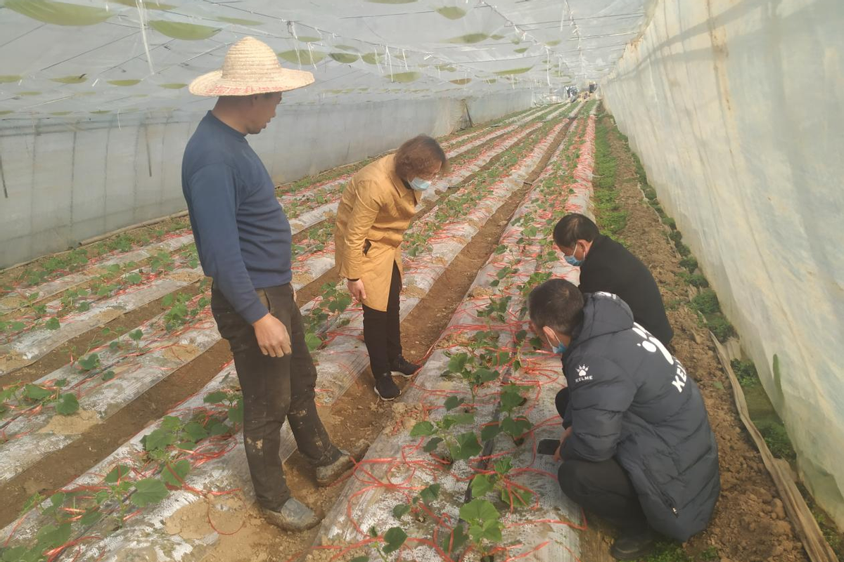 三八妇女节 武汉市东西湖区有位巾帼红人科技助农结硕果