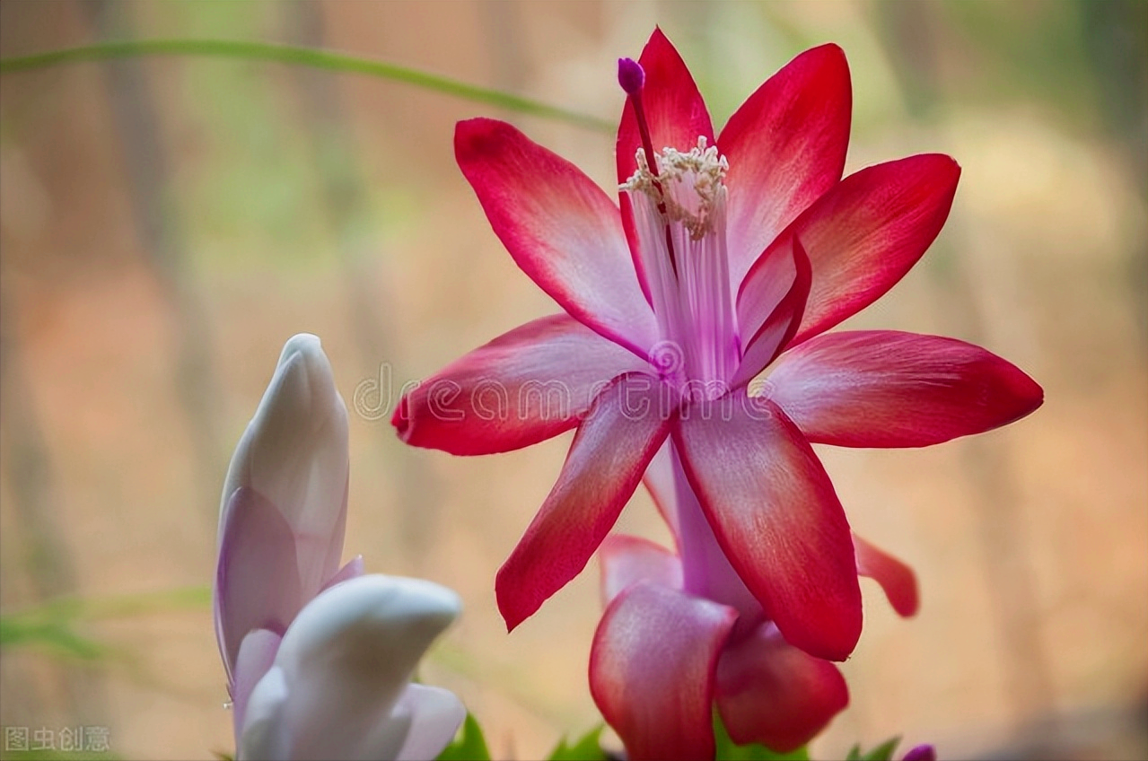 一花一世界，一束花点燃爱，相逢花浪漫情，春花情长，迷人心醉