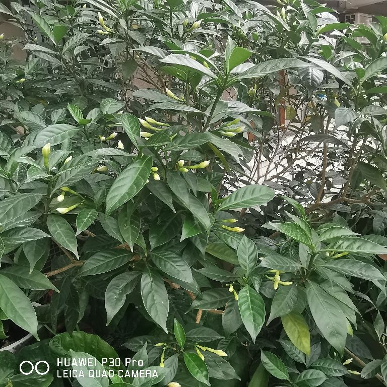 1个塑料袋，让植物安稳过冬，操作很简单11图 第7张