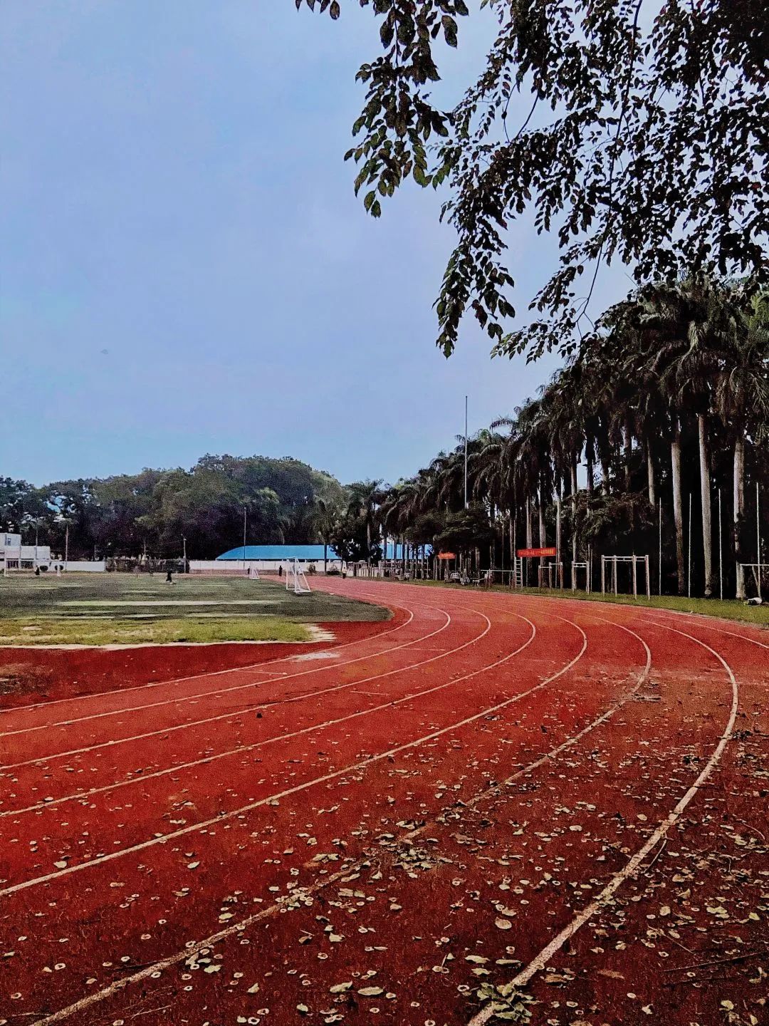 校园景色|"琥珀色黄昏像糖,在很美的远方"