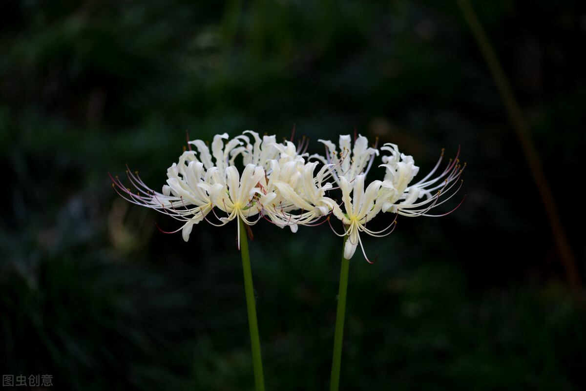 花语(曼陀罗)一起来看看吧