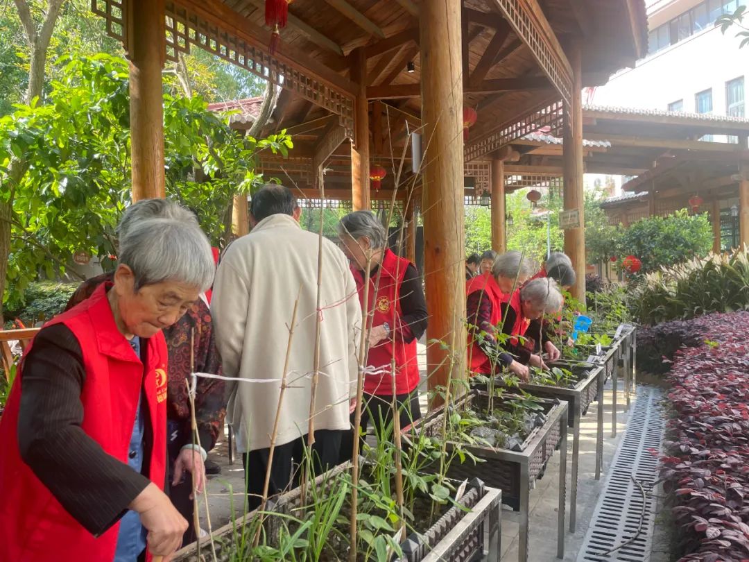 耶！养老院里的开心农场