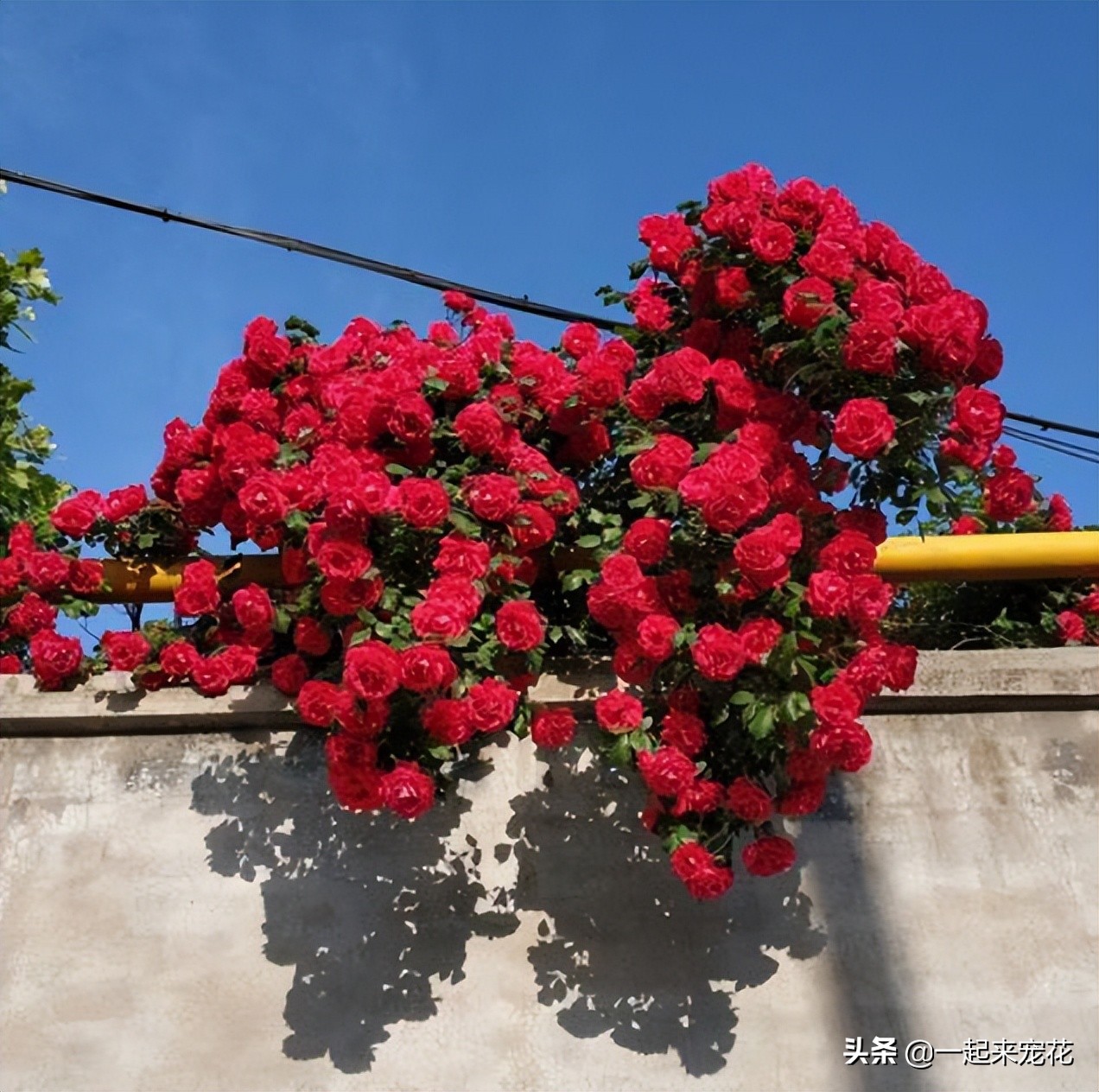 不被看好的經典月季 如今逆襲成 花美人 花色豔麗開花旺 天天看點