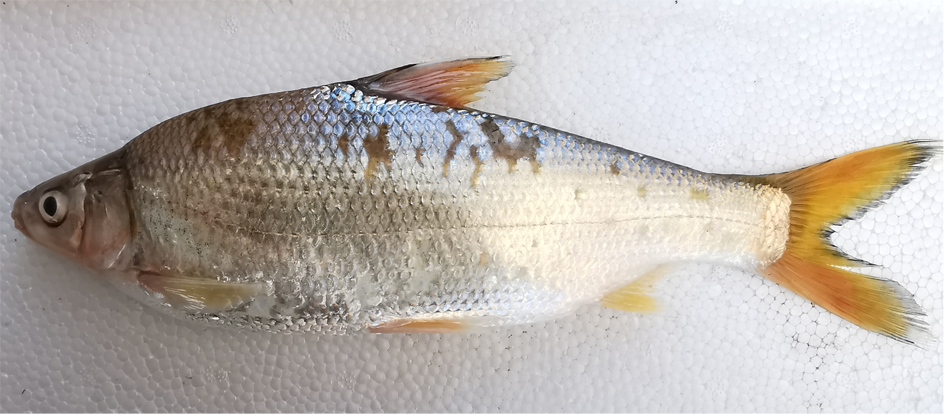 图1:鲢(hypophthalmichthys molitrix)高清大图深知养殖从业不易